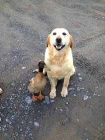 dogampduck