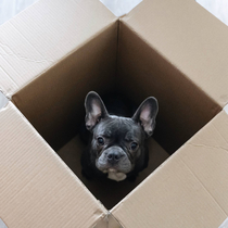 Dogbox