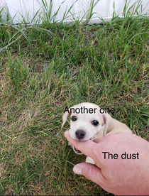 Doggie