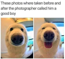 Doggo