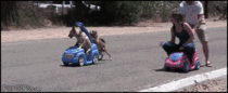  Dogs racing humans in push cars