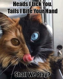 FaceCat
