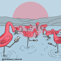 Flamingos