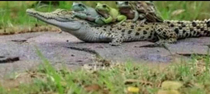  frogs humping each other on top of a alligator