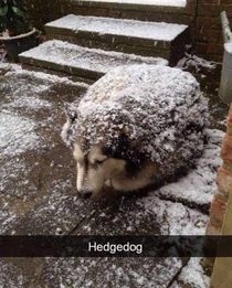 Hedgedog