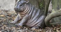 Hippo