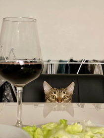  I think my cat has a drinking problem 
