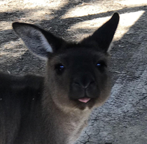 Kangaowo