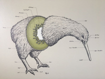 Kiwi