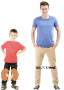  knees