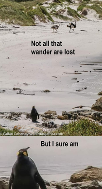  miles from home a King Penguin is spotted on a beach in South Africa