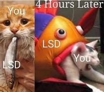  min into LSD and chill and it gives you this look
