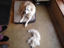  minutes of brushing