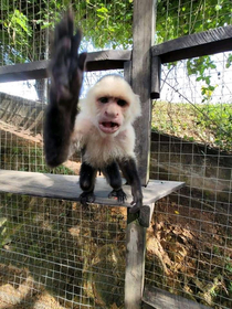  My wife got told NO PICTURES by a monkey