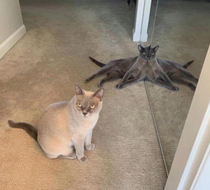OctoCat