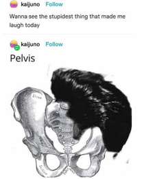 Pelvis