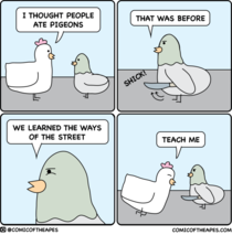 Pigeons