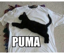 PUMA