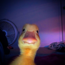 Quack - Meme Guy