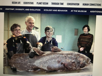  scientists reaction to having a coelacanth specimen in front of them