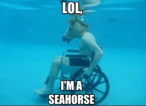 Seahorse