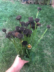  sent me a bouquet