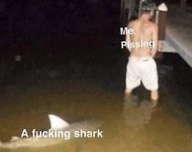 Shark