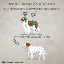 Sheep