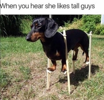 shortdogproblems