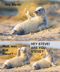 Steve