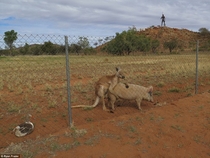 STRAYA