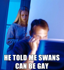 Swans