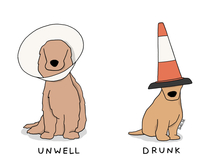  There are  types of dog cones