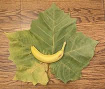  This miniature banana Leaf from my backyard for reference