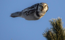 Torpedowl