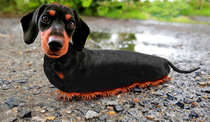 Wienerpede