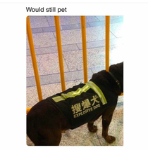  would pet