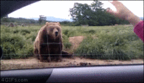 A bear waves back to someone in a car