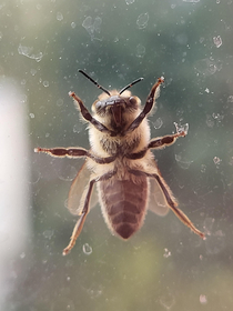 A bee on my window