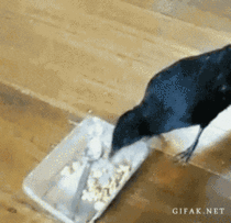 A bird feeding a cat and a dog