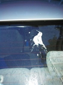 A bird pooped on our car and it ended up in the image of a bird pooping How meta