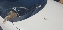 A Bird pretty much shat it self to death on my car