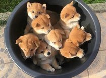 A bucket of puppies