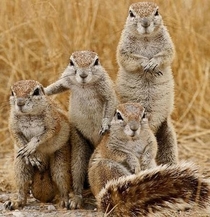 A bunch of gophers posing