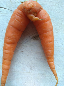 A carrot that dresses to the left