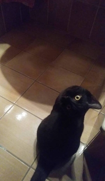 A Cat A Crow Its a Catrow