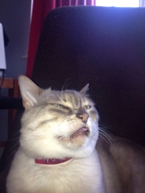 A cat about to sneeze