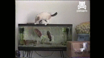 A cat and a fish in a tank