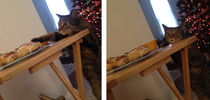 A cat caught trying to steal cinnamon rolls