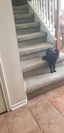 A cat doing the sit stand